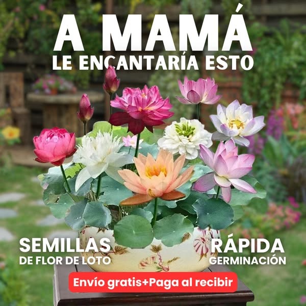 🌳SEMILLAS ASIÁTICAS PREMIUM : FLOR DE LOTO™ + E-BOOK PASO A PASO PARA CULTIVAR